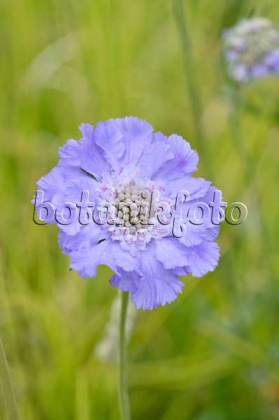 535219 - Caucasian pincushion flower (Scabiosa caucasica 'Blauer Atlas')
