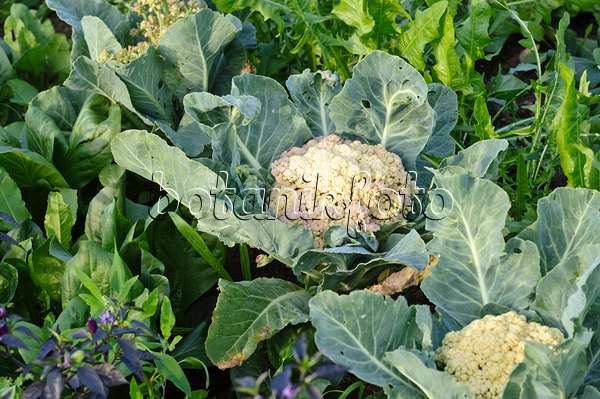 474508 - Cauliflower (Brassica oleracea var. botrytis 'Clapton')