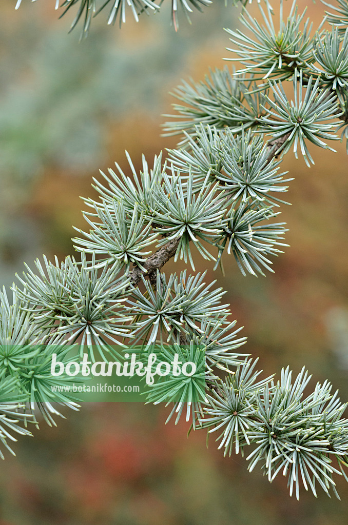 526024 - Cèdre de l'Atlas (Cedrus atlantica 'Glauca')