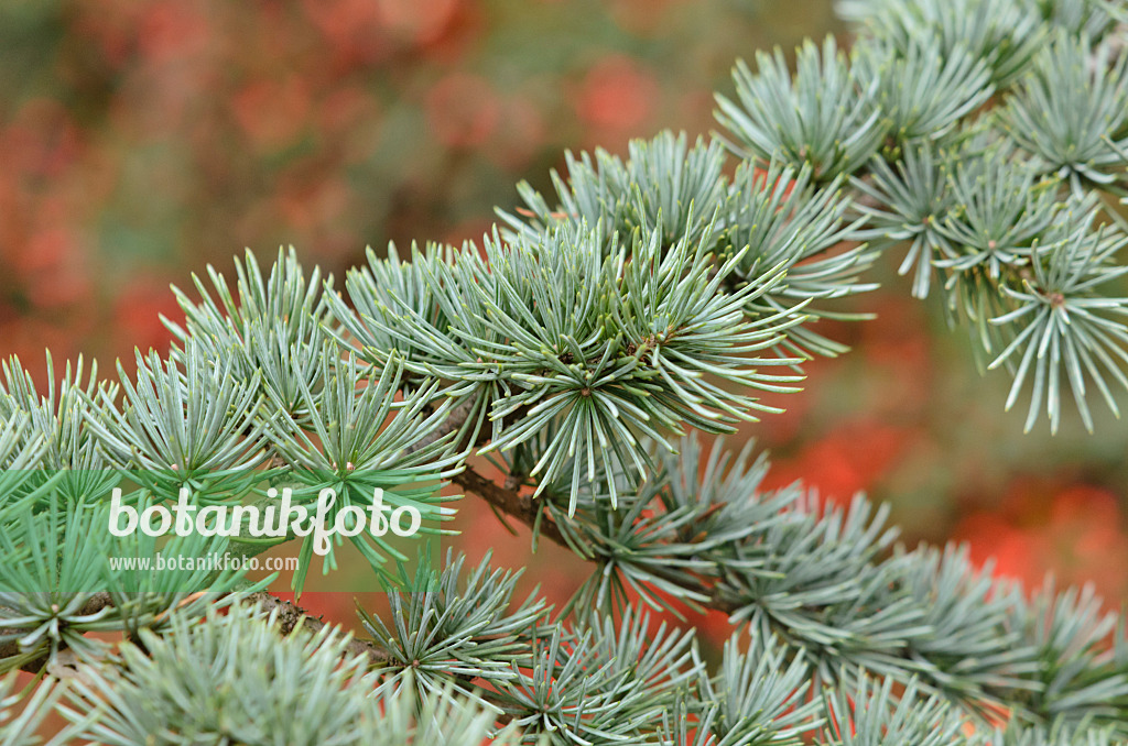 526026 - Cèdre de l'Atlas (Cedrus atlantica 'Glauca')