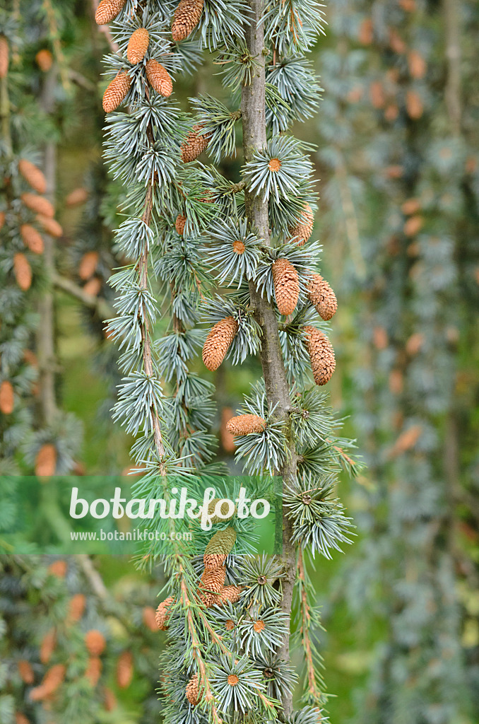 549153 - Cèdre de l'Atlas (Cedrus atlantica 'Glauca Pendula')