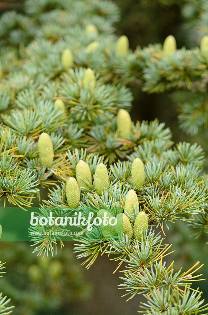 572051 - Cèdre du Liban (Cedrus libani subsp. stenocoma)