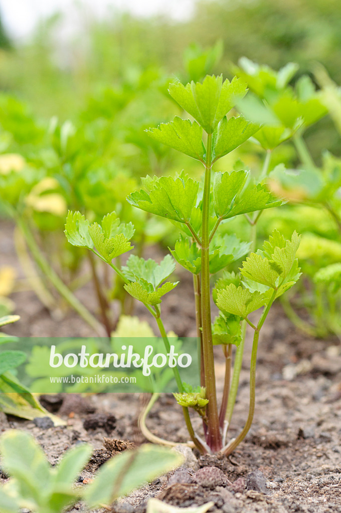 485047 - Céleri branche (Apium graveolens var. dulce)