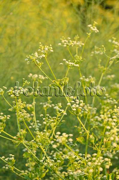 522057 - Celeriac (Apium graveolens)