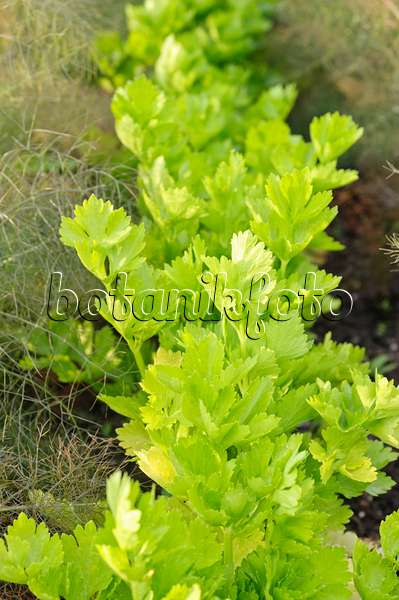 474235 - Celeriac (Apium graveolens var. dulce)