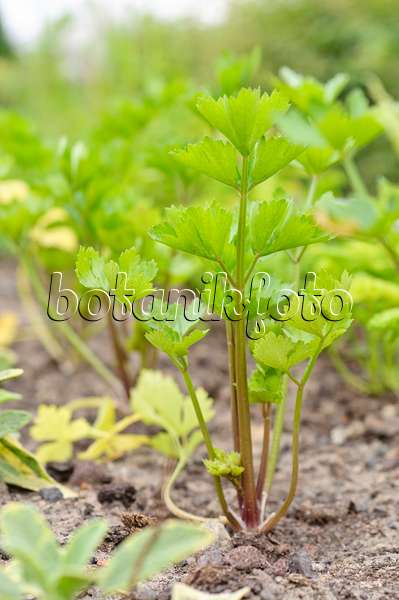 485047 - Celeriac (Apium graveolens var. dulce)