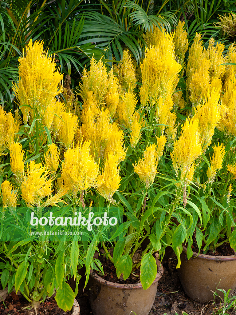 434241 - Célosie colorée (Celosia argentea var. plumosa)