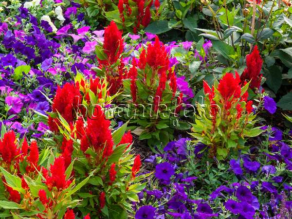 404002 - Célosie colorée (Celosia argentea var. plumosa 'Fresh Look Red')