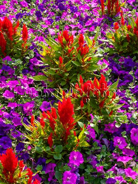 404003 - Célosie colorée (Celosia argentea var. plumosa 'Fresh Look Red')