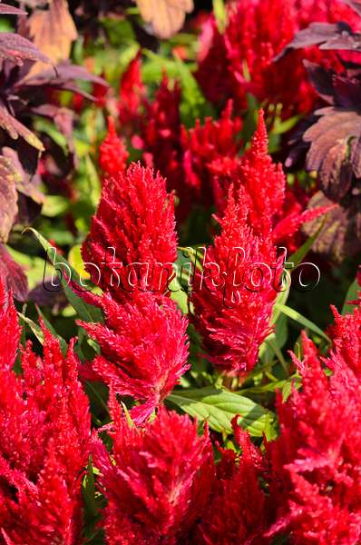 536104 - Célosie colorée (Celosia argentea var. plumosa 'Fresh Look Red')