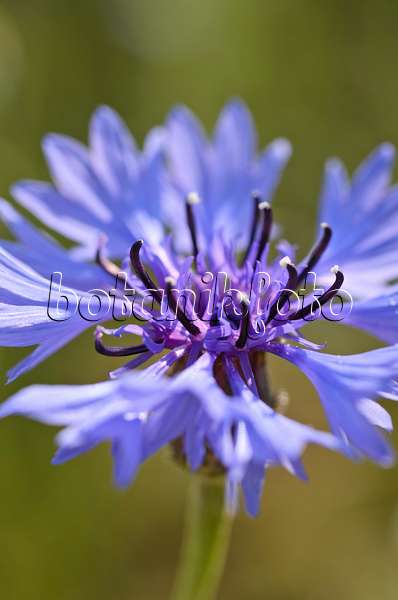 496366 - Centaurée bleuet (Centaurea cyanus)