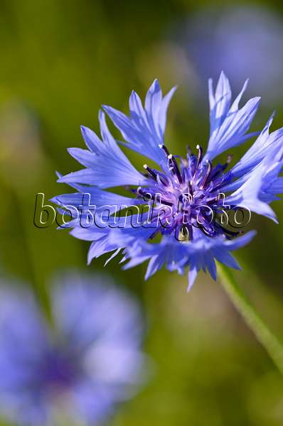 521036 - Centaurée bleuet (Centaurea cyanus)