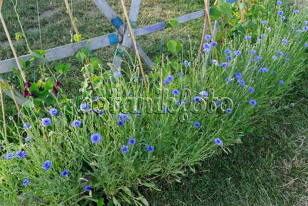 534132 - Centaurée bleuet (Centaurea cyanus)