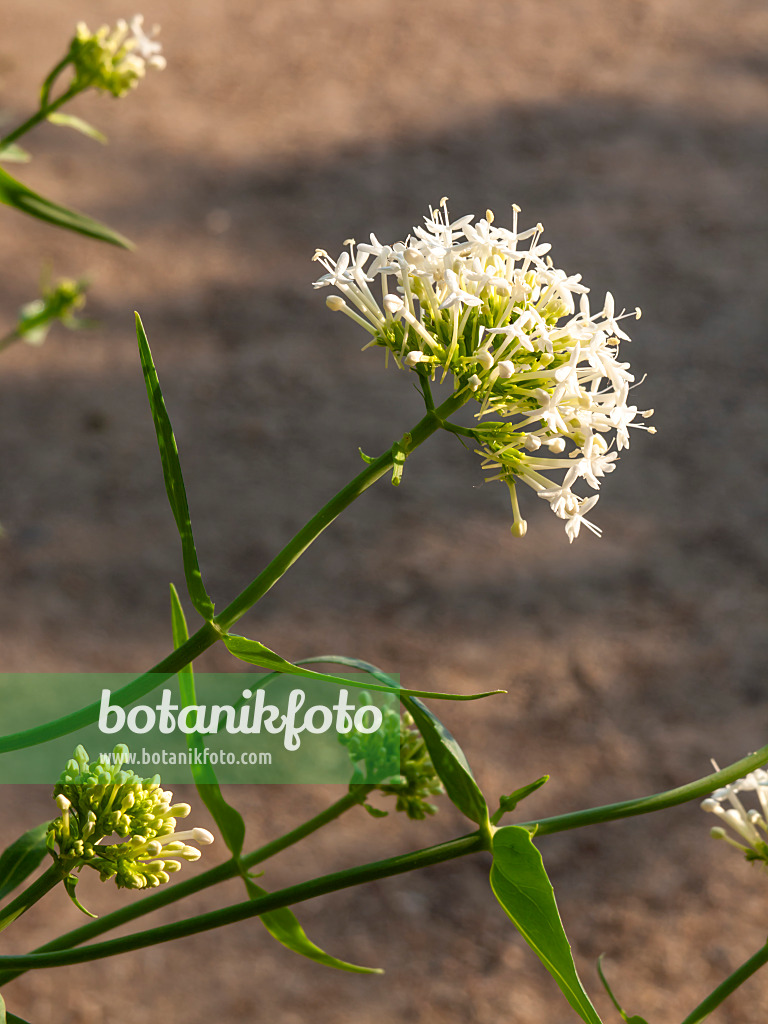 461098 - Centranthe blanc (Centranthus ruber 'Albus')