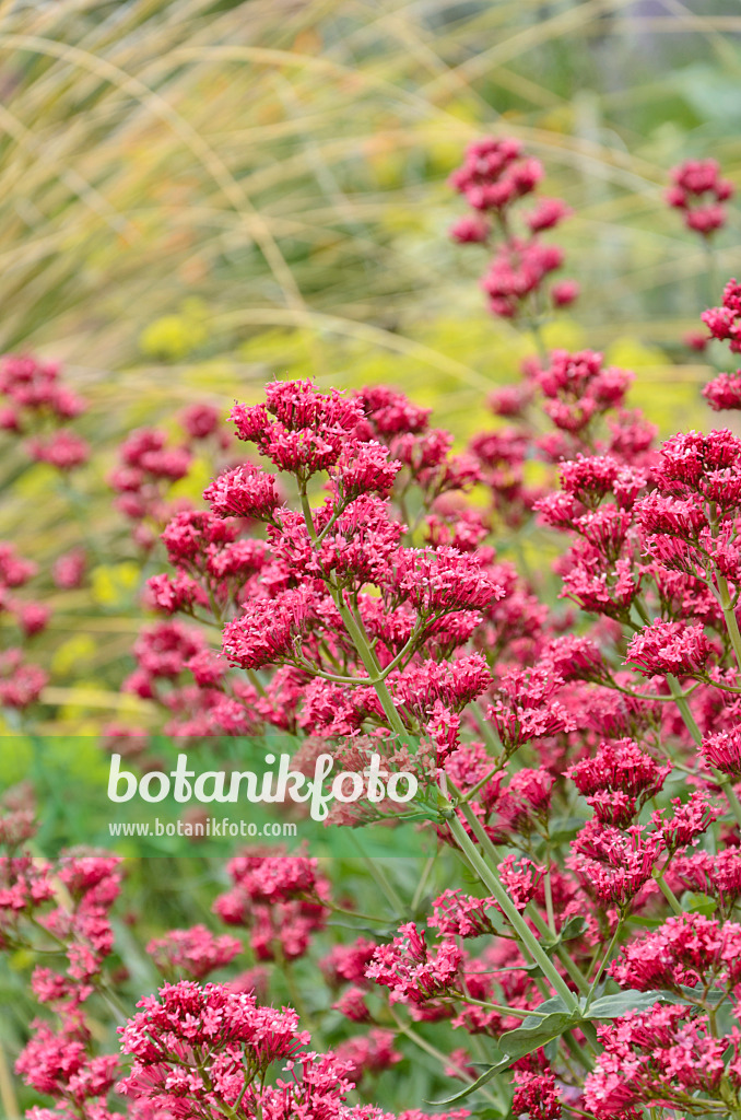 508223 - Centranthe rouge (Centranthus ruber)