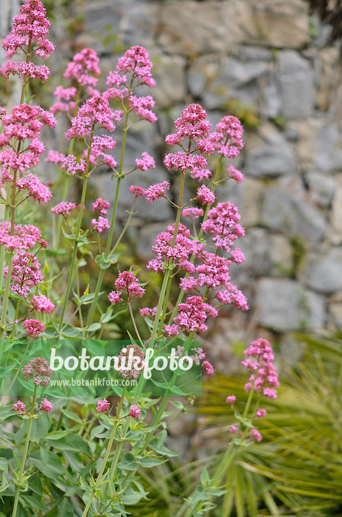 533038 - Centranthe rouge (Centranthus ruber)