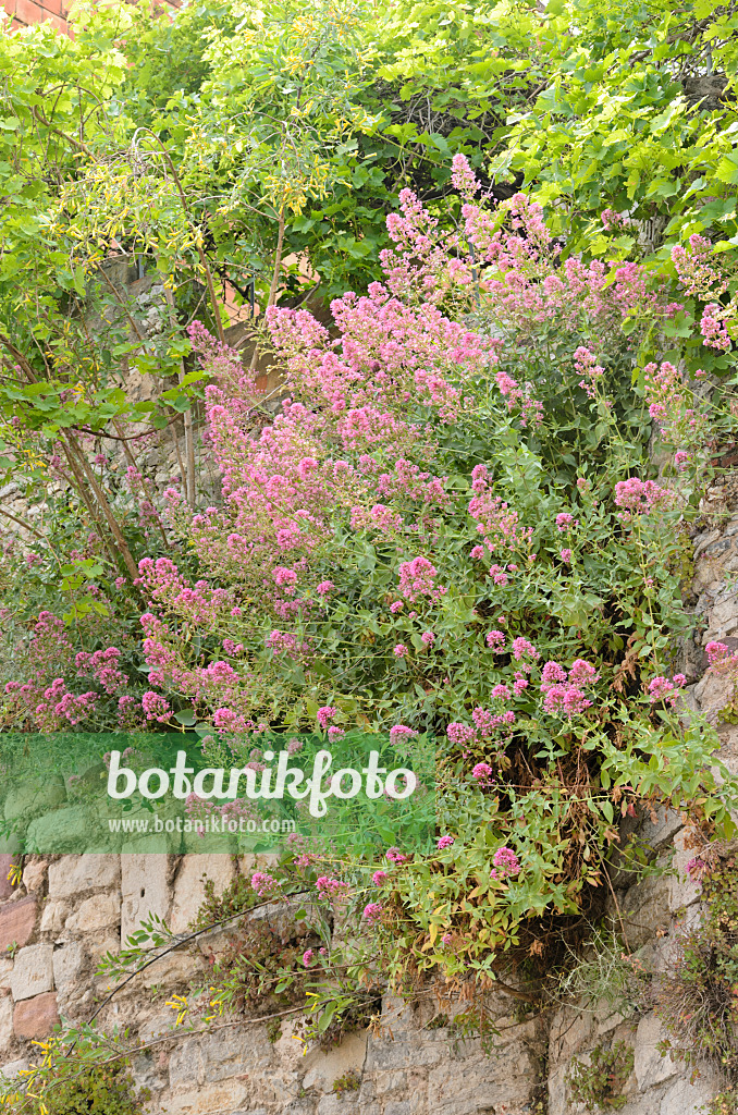 533106 - Centranthe rouge (Centranthus ruber)