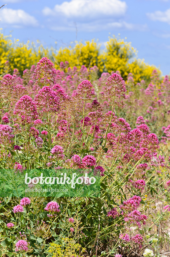 533181 - Centranthe rouge (Centranthus ruber)