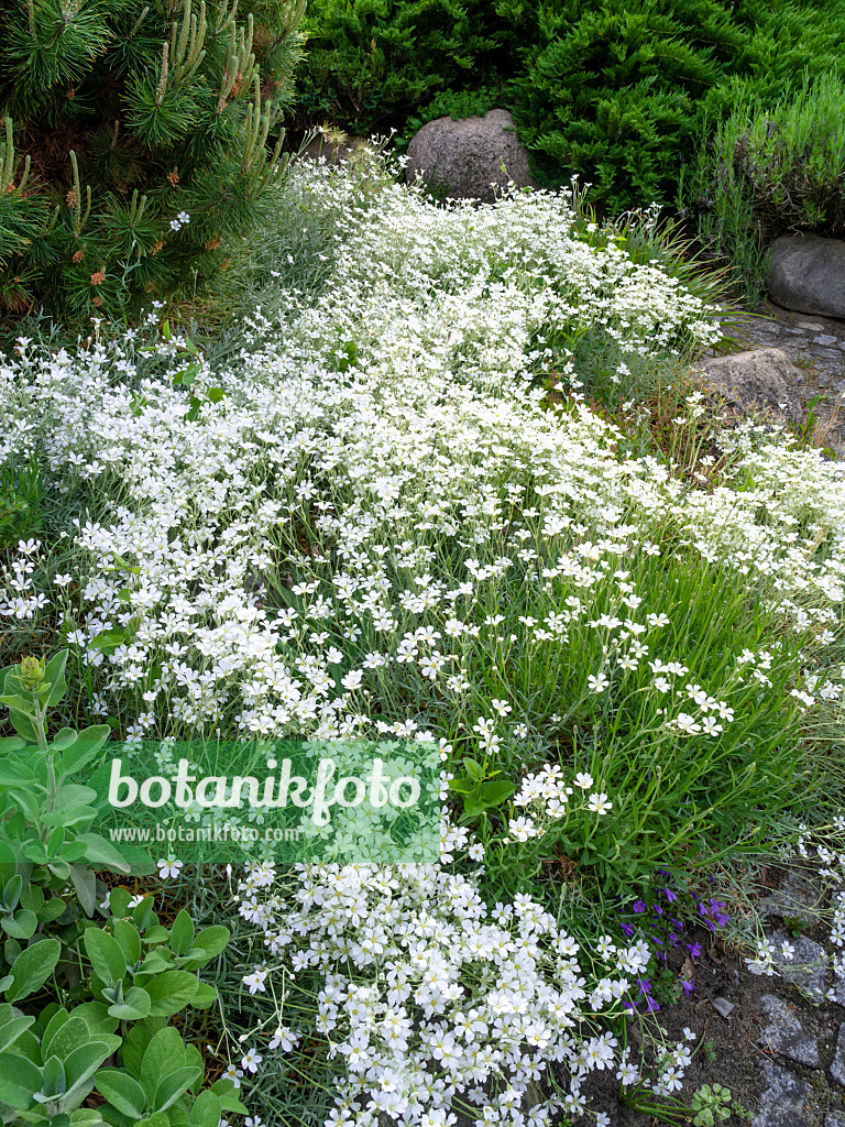 460123 - Céraiste cotonneux (Cerastium tomentosum)