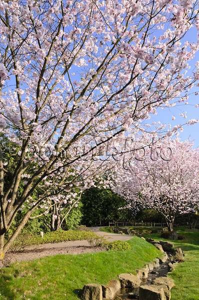 519096 - Cerisier d'hiver (Prunus subhirtella)