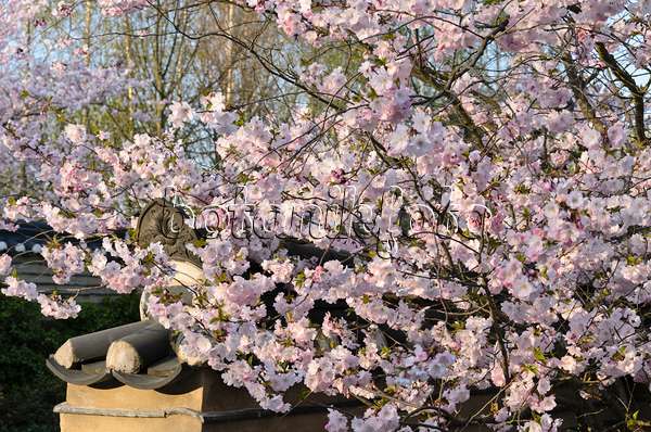 519107 - Cerisier d'hiver (Prunus subhirtella) dans un jardin coréen