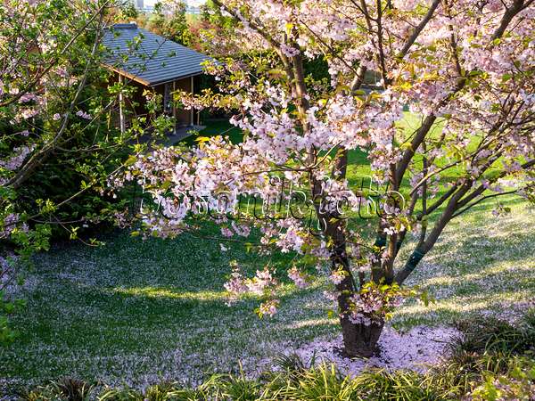 437120 - Cerisier d'hiver (Prunus subhirtella), Jardin japonais, Parc de Marzahn, Berlin, Allemagne