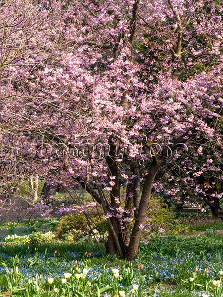 447056 - Cerisier d'hiver (Prunus subhirtella x sargentii 'Accolade')