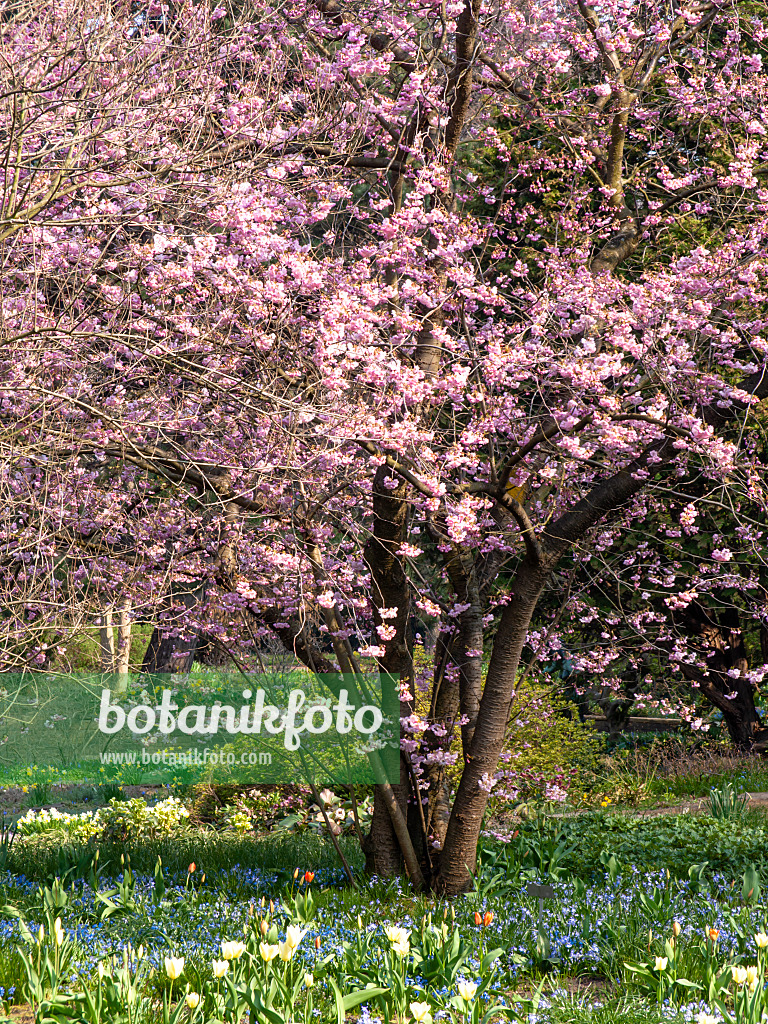 447056 - Cerisier d'hiver (Prunus subhirtella x sargentii 'Accolade')