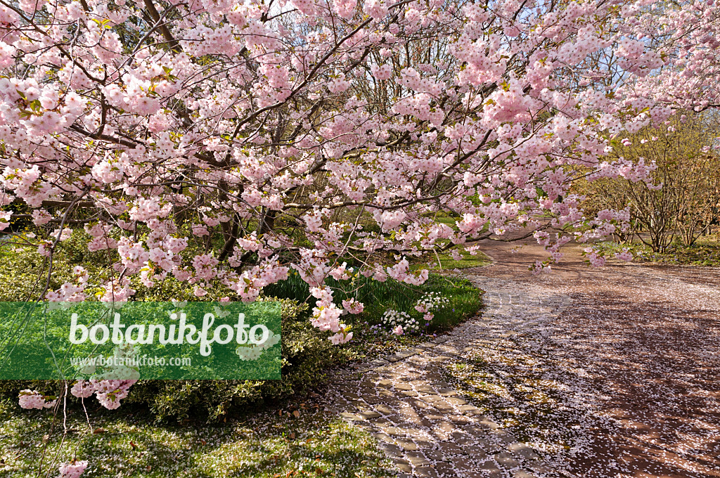 483238 - Cerisier d'hiver (Prunus subhirtella x sargentii 'Accolade')