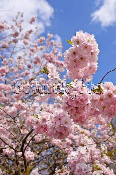 483239 - Cerisier d'hiver (Prunus subhirtella x sargentii 'Accolade')