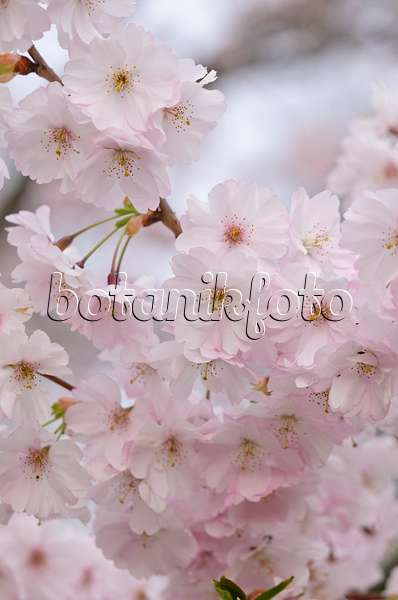 531020 - Cerisier d'hiver (Prunus subhirtella x sargentii 'Accolade')