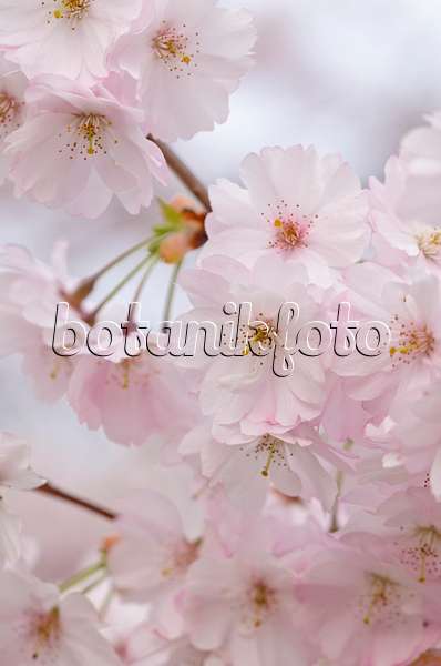 531022 - Cerisier d'hiver (Prunus subhirtella x sargentii 'Accolade')