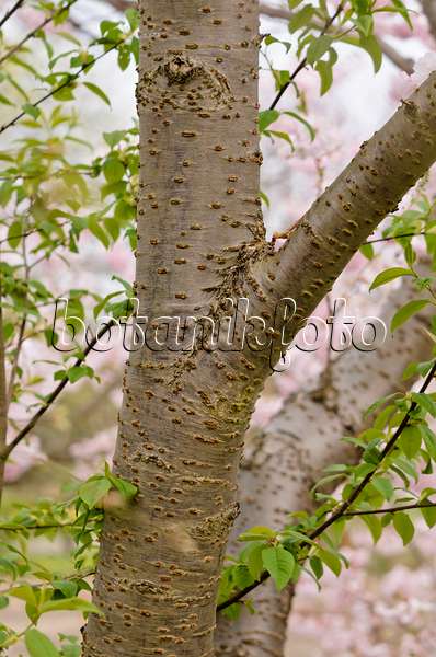 531023 - Cerisier d'hiver (Prunus subhirtella x sargentii 'Accolade')