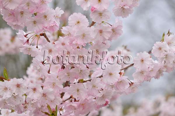 531024 - Cerisier d'hiver (Prunus subhirtella x sargentii 'Accolade')