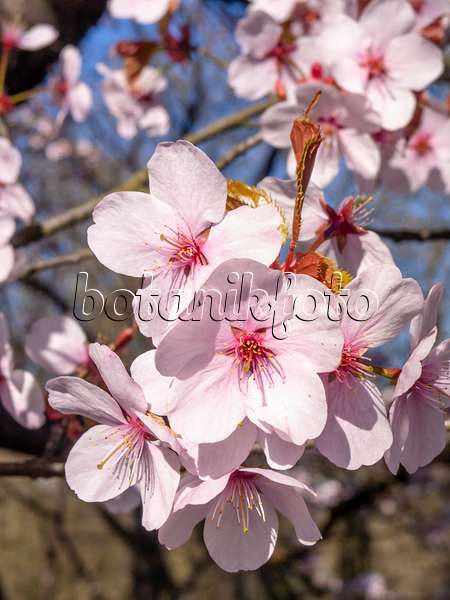 448005 - Cerisier de Sargent (Prunus sargentii)