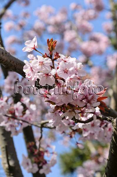 495180 - Cerisier de Sargent (Prunus sargentii)