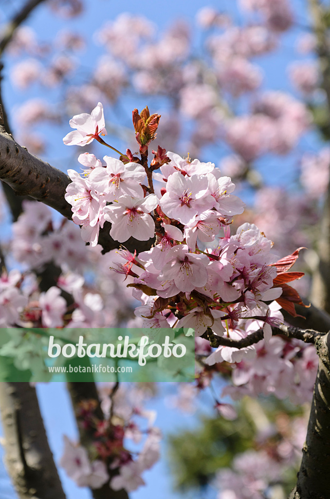 495180 - Cerisier de Sargent (Prunus sargentii)