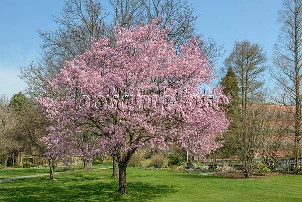 558193 - Cerisier de Sargent (Prunus sargentii)