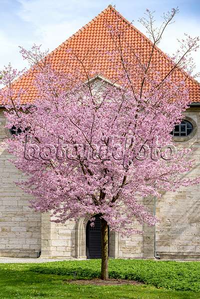 607178 - Cerisier de Sargent (Prunus sargentii)