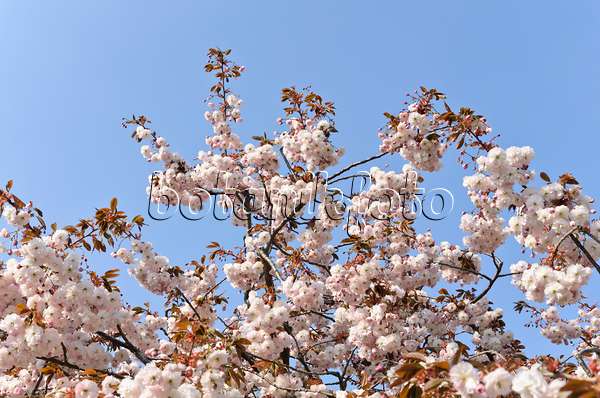 495229 - Cerisier des collines (Prunus serrulata 'Shirofugen')