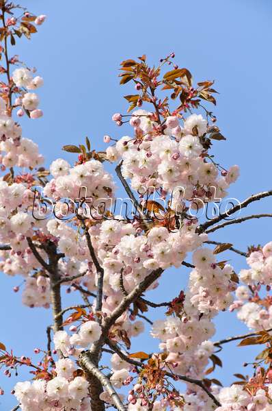 495230 - Cerisier des collines (Prunus serrulata 'Shirofugen')