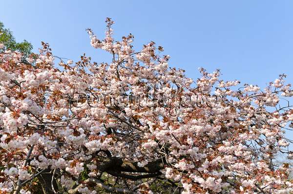 495231 - Cerisier des collines (Prunus serrulata 'Shirofugen')