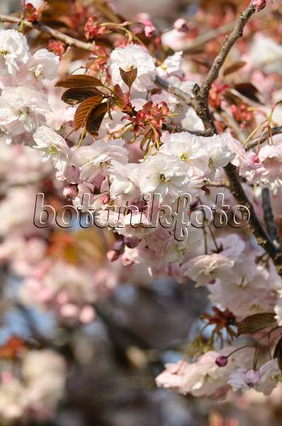 495232 - Cerisier des collines (Prunus serrulata 'Shirofugen')