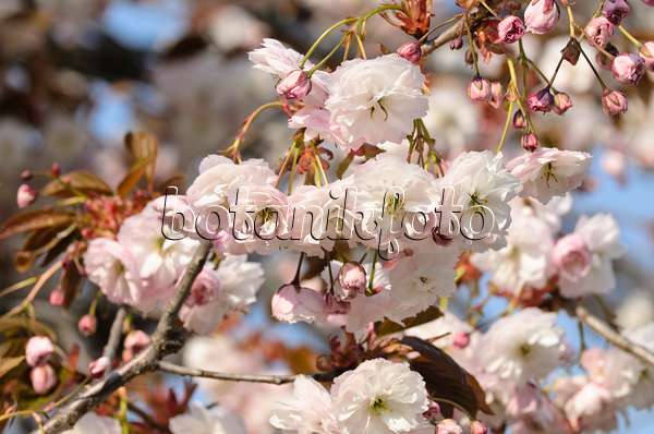 495233 - Cerisier des collines (Prunus serrulata 'Shirofugen')