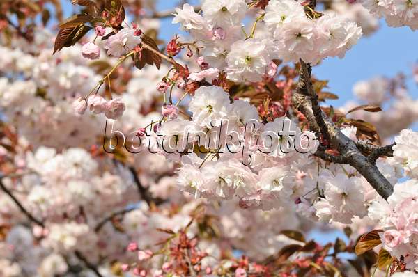 495234 - Cerisier des collines (Prunus serrulata 'Shirofugen')
