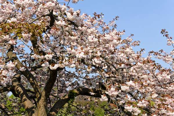 495235 - Cerisier des collines (Prunus serrulata 'Shirofugen')