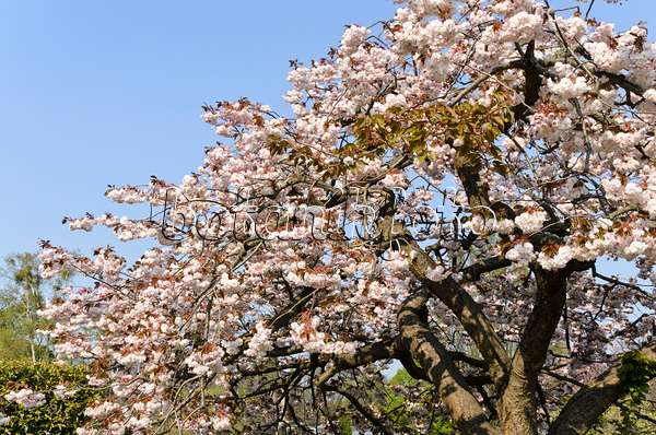 495236 - Cerisier des collines (Prunus serrulata 'Shirofugen')