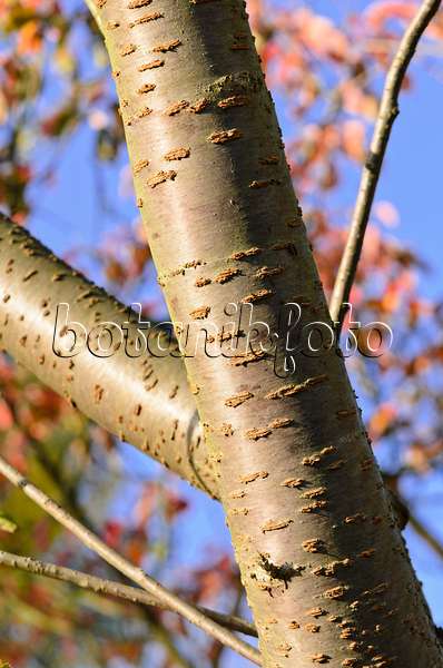 525342 - Cerisier des collines (Prunus serrulata 'Shirofugen')