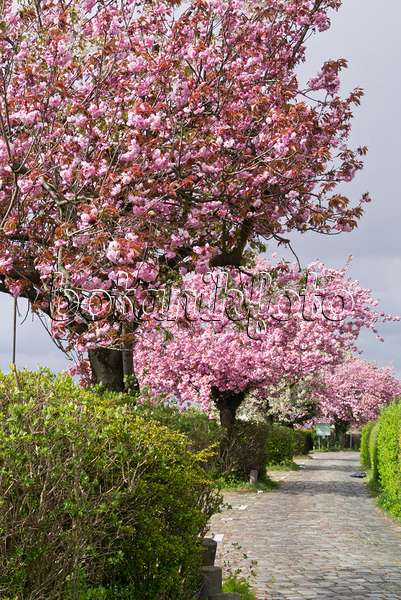 556087 - Cerisier des collines (Prunus serrulata)