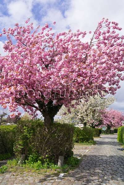 556088 - Cerisier des collines (Prunus serrulata)